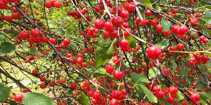 tart cherries